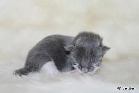 galleries/kittens/563/5.jpg