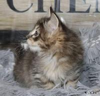 galleries/kittens/564/1.jpg