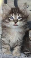 galleries/kittens/564/2.jpg