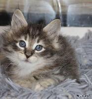 galleries/kittens/564/3.jpg