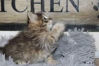galleries/kittens/564/4.jpg