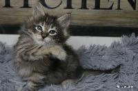 galleries/kittens/564/6.jpg