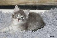 galleries/kittens/565/1.jpg