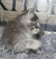 galleries/kittens/565/3.jpg