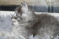 galleries/kittens/565/4.jpg