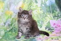 galleries/kittens/566/2.jpg
