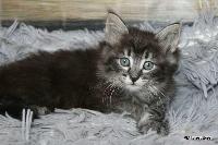 galleries/kittens/566/3.jpg