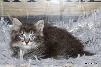galleries/kittens/566/4.jpg