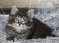galleries/kittens/566/5.jpg
