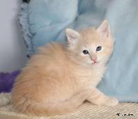 galleries/kittens/567/1.jpg