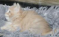 galleries/kittens/567/2.jpg