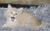 galleries/kittens/567/3.jpg