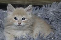 galleries/kittens/567/4.jpg
