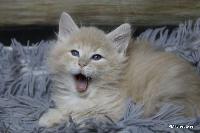 galleries/kittens/567/5.jpg
