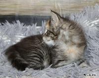 galleries/kittens/568/1.jpg