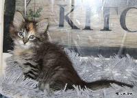 galleries/kittens/568/2.jpg