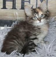 galleries/kittens/568/3.jpg