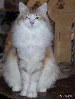 jch___kch__pl_forest_eyes_wivi jch___kch__pl_forest_eyes_wivi