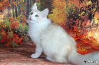 galleries/kittens/521/6.jpg