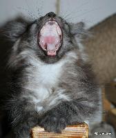 galleries/kittens/526/5.jpg