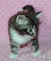 galleries/kittens/528/5.jpg