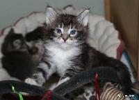 galleries/kittens/528/6.jpg