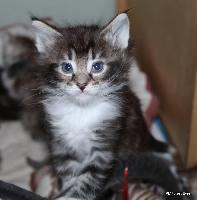 galleries/kittens/528/7.jpg